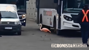 Un flamenco sorprendió a pasajeros al pasear por la Terminal de Ómnibus de Córdoba