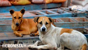 Día Mundial del Perro Callejero: por qué se conmemora cada 27 de julio y cómo ayudar a los animales sin hogar