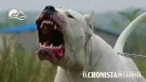 Una beba de dos años está en estado crítico tras ser atacada por dos perros en Córdoba